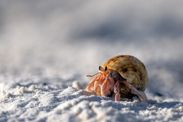 Crab at the sandy white beach of Maledives
