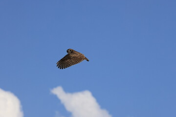 Burrowing Owl (Athene cunicularia) Cape Coral Florida USA