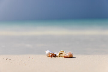 Shells at a white sandy beach