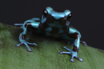 A Blue-and-black Poison Dart Frog on a leaf

