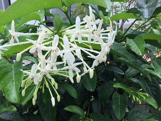 close up of a white flower