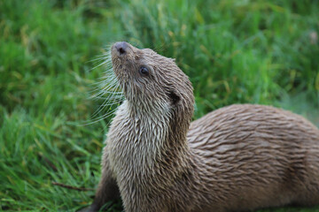 otter on the river