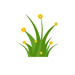 Green Grass Isolated on White Background,flowers