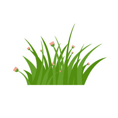 Green Grass Isolated on White Background,flowers