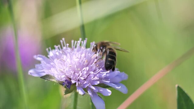 Closeup of a honey bee on Knautia arvensis, field scabious.