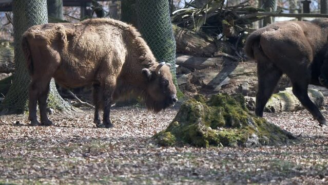 European bison in the zoo. Also known as the wisent or zubr.
