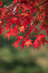 京都の紅葉