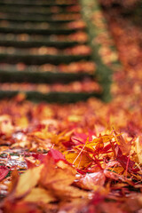 京都の紅葉