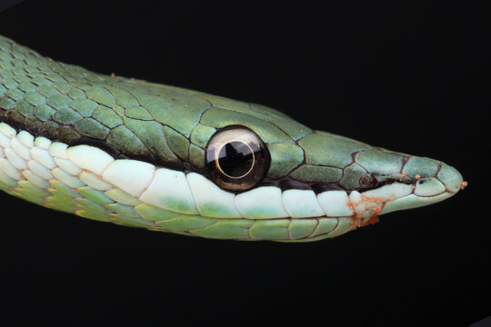 Portrait of a Baron's Green Racer against a black background
