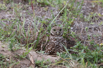 Burrowing Owl (Athene cunicularia) Cape Coral Florida USA