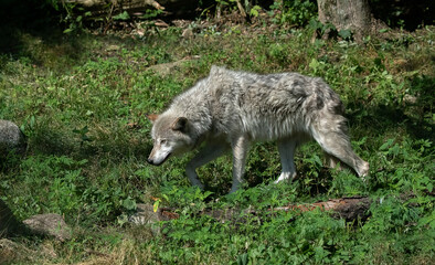 The wolf also known as the gray wolf or grey wolves are large canines. The wolf is the largest ...