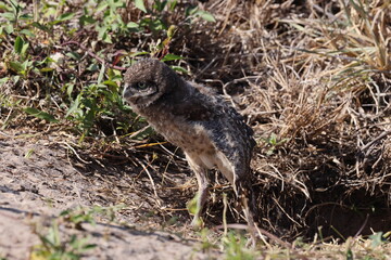 Burrowing Owl (Athene cunicularia) Cape Coral Florida USA