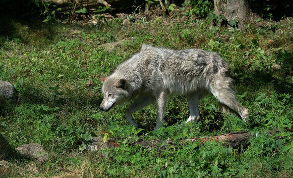 The wolf also known as the gray wolf or grey wolves are large canines. The wolf is the largest  member of the family Canidae. Adaptable gray wolves are by far the most common.  Wolf in the grass.