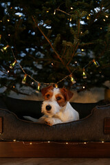 Wire Haired Jack Russell Terrier puppy as christmas present for children concept. Broken coated pup under the decorated holiday tree. Close up, copy space, cozy interior background.