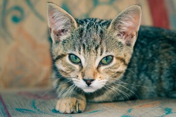 Closeup shot of a sleepy kitten lying on a carpet, with his paw in front, and ears raised