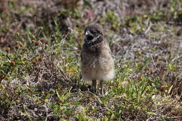Burrowing Owl (Athene cunicularia) Cape Coral Florida USA