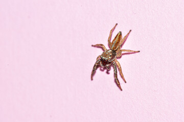 spider