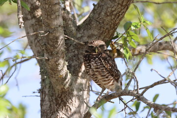 Burrowing Owl (Athene cunicularia) Cape Coral Florida USA