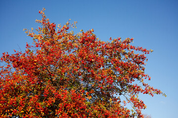 Vogelbeerbaum (Sorbus aucuparia) mit Früchten im Herbst, Vogelbeeren, Deutschland