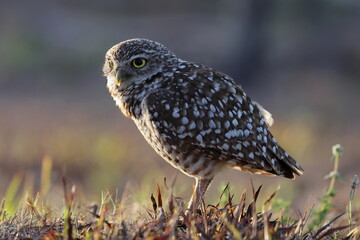 Burrowing Owl (Athene cunicularia) Cape Coral Florida USA