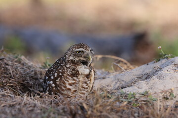 Burrowing Owl (Athene cunicularia) Cape Coral Florida USA