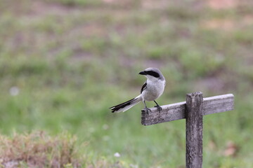 Loggerhead Shrike Cape Coral Florida USA