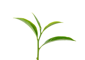 green tea leaf  on transparent png