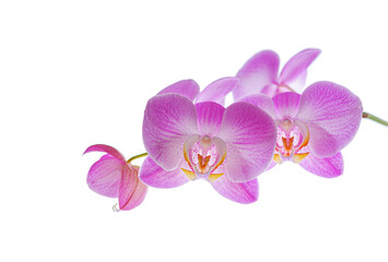Orchid flower isolated on a white background.