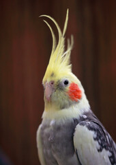 close up of a yellow parrot