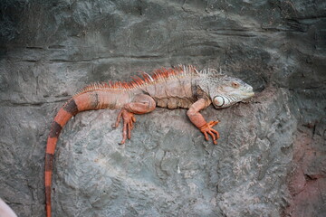 iguana on the rock