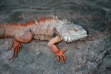 iguana on a rock