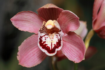 pink orchid flower