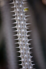 cactus close up