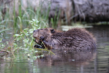 North American Beaver (Castor canadensis) Alberta Canada