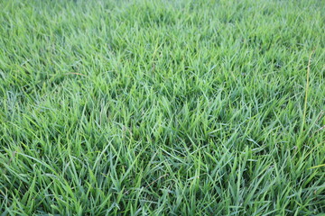 Fresh Green Grass at Summer Background.