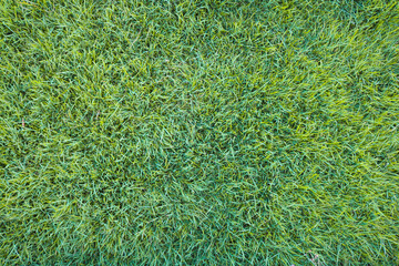 Fresh Green Grass at Summer Background.