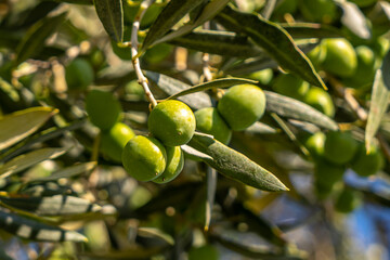 Green olives close-up on a tree branch. Macro photography