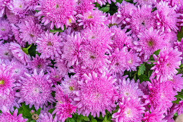Beautiful pink chrysanthemums with filamentous tubular leaves in a flower bed close-up