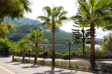 A picturesque road lined with stone with palm trees growing along it.