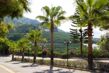 Fototapeta premium A picturesque road lined with stone with palm trees growing along it.