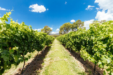 Fototapeta na wymiar King Valley Vineyard in Australia
