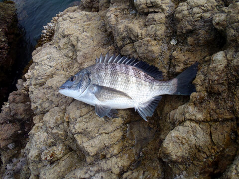 Saltwater fishing target, Young “Black sea bream ( Kurodai, Chinu )” pictured on a rock shore bed.