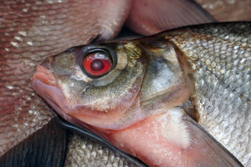 Freshwater fish head bream close-up. Soft focus