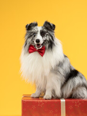 Funny portrait of a dog in a bow tie on a yellow background, studio shot