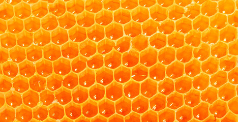 Honeycomb Pattern. Honey texture as a  background, wallpaper.