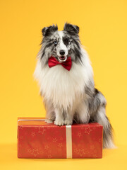 Funny portrait of a dog in a bow tie on a yellow background, studio shot