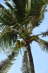 Palmen am Strand von Pattaya, Thailand