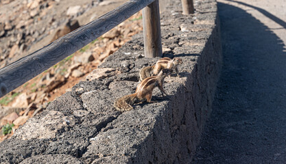 squirell in mounatins