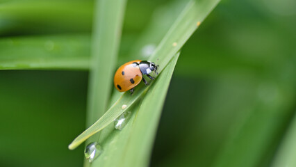 Ladybug beetle closeup on a grass leaf with water drops