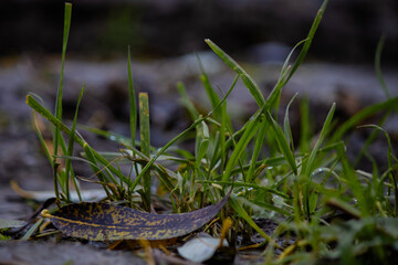 grass in dirt with water couples